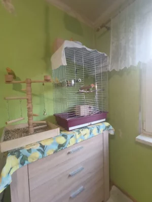 Agapornis růžohrdlý