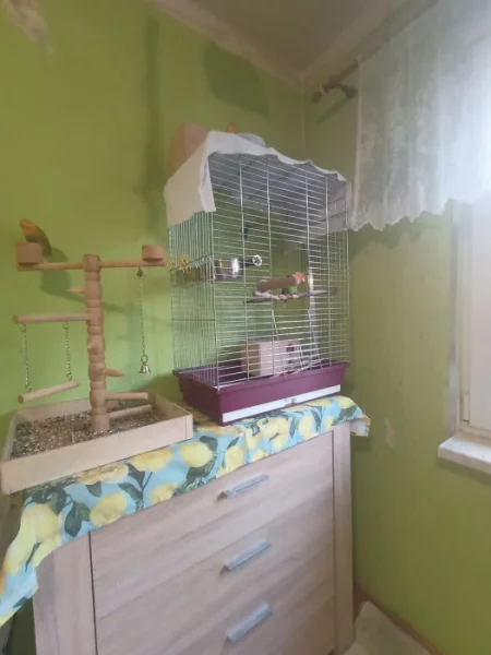 Agapornis růžohrdlý