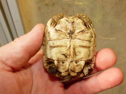 Želva pardálí (Stigmocheylis pardalis)