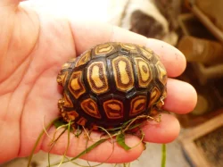 Želva pardálí (Stigmocheylis pardalis)