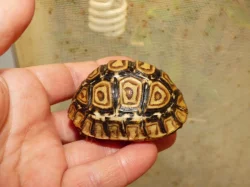 Želva pardálí (Stigmocheylis pardalis)