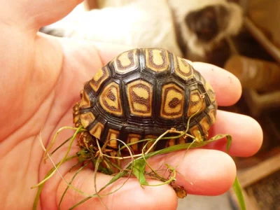 Želva pardálí (Stigmocheylis pardalis)