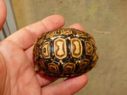 Želva pardálí (Stigmocheylis pardalis)