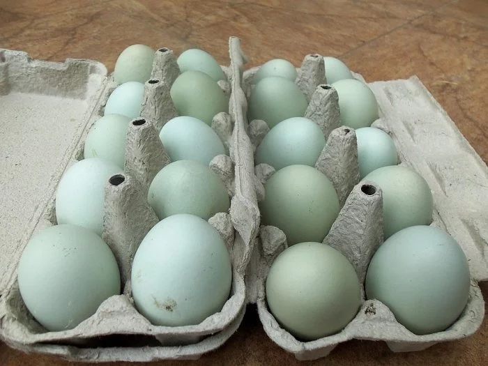 NÁSADOVÁ VAJÍČKA GREEN SHELL