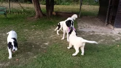 Štěňata plemene landseer