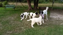 Štěňata plemene landseer