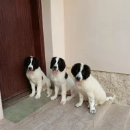 Štěňata plemene landseer
