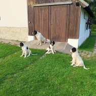 Štěňata plemene landseer