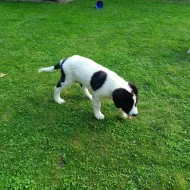 Štěňata plemene landseer