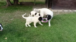 Štěňata plemene landseer