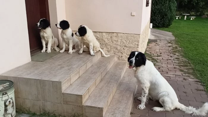 Štěňata plemene landseer