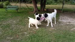 Štěňata plemene landseer