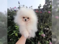 Pomeranian