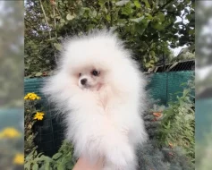 Pomeranian