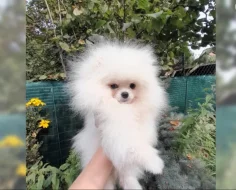 Pomeranian