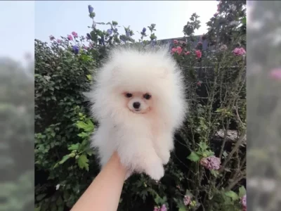 Pomeranian