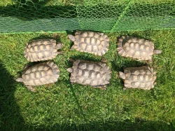 Samci - želva vroubená