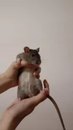 potkaní miminka