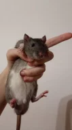 potkaní miminka