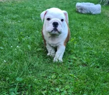 Anglický buldok