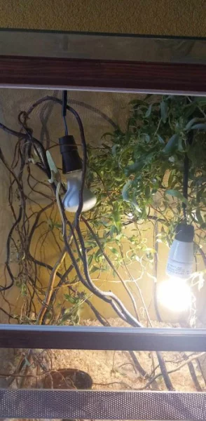 terarium pro chameleona +svetla + chamik