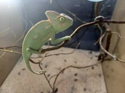 terarium pro chameleona +svetla + chamik