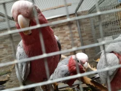 Kakadu růžový mláďata