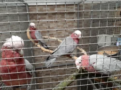 Kakadu růžový mláďata