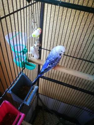 Prodám samce andulky