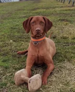 Vizsla - Maďarský ohař krátkosrstý s PP