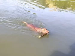 Vizsla - Maďarský ohař krátkosrstý s PP