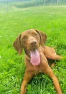 Vizsla - Maďarský ohař krátkosrstý s PP