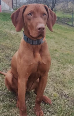 Vizsla - Maďarský ohař krátkosrstý s PP