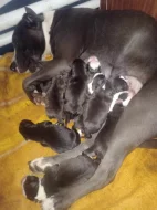 Prodám Staffordi holčičky