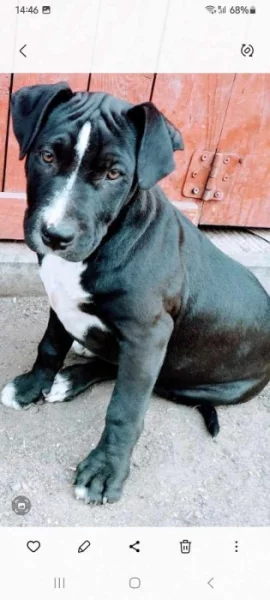 Prodám Staffordi holčičky