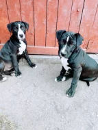 Prodám Staffordi holčičky