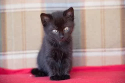 2 měsíční koťata