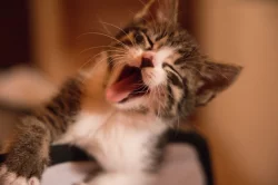 2 měsíční koťata