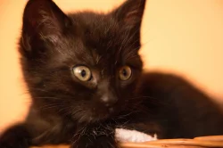 2 měsíční koťata