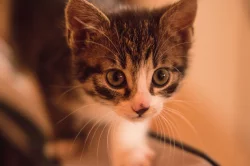 2 měsíční koťata