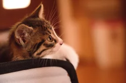 2 měsíční koťata