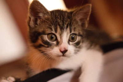 2 měsíční koťata