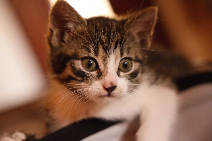 2 měsíční koťata