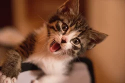 2 měsíční koťata