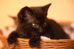 2 měsíční koťata