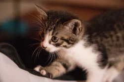 2 měsíční koťata