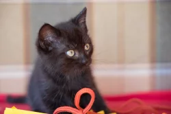 2 měsíční koťata