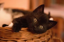 2 měsíční koťata