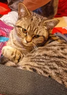 Britská whiskas křížená