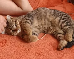 Britská whiskas křížená